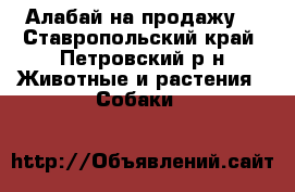 Алабай на продажу  - Ставропольский край, Петровский р-н Животные и растения » Собаки   